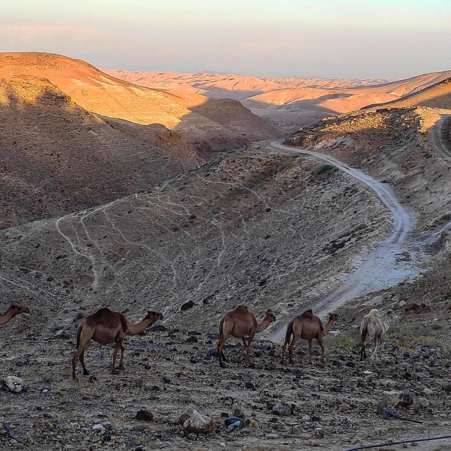 Dead Sea Desert'S Edge Арад Екстериор снимка