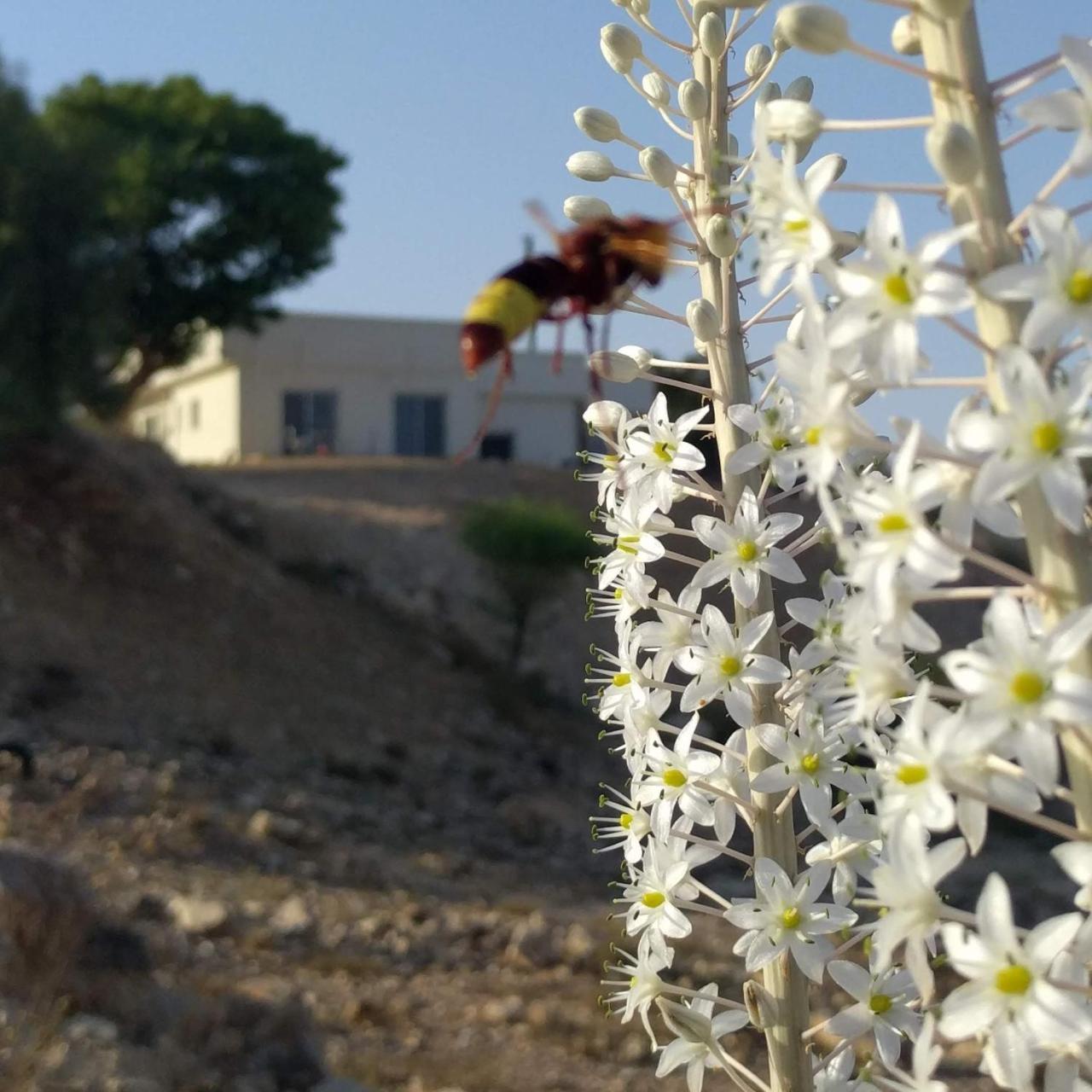 Dead Sea Desert'S Edge Арад Екстериор снимка